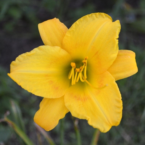 Daylily (Hemerocallis) Cinnamon Roll