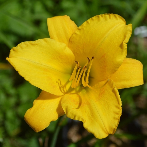 Daylily-Cinnamon-Roll-1200x-DSC 0990