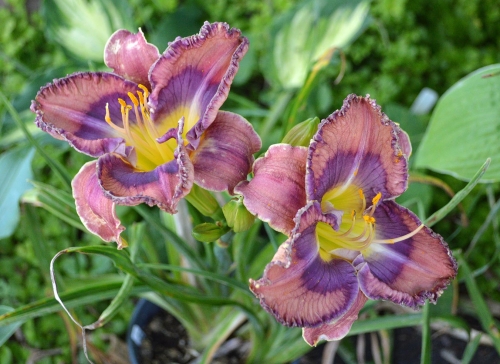 Daylily-Cobalt-Candy-1200h-DSC 0361