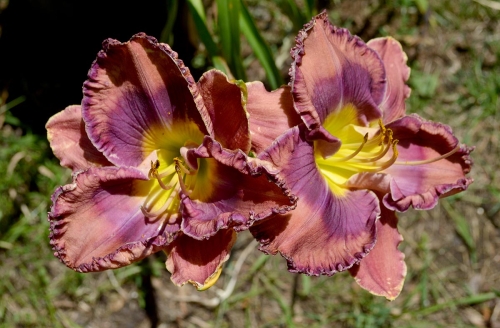 Daylily-Cobalt-Candy-1200w-DSC 0022