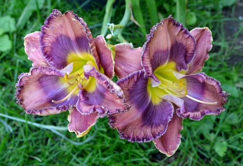 Daylily-Cobalt-Candy-1200w-DSC 0028