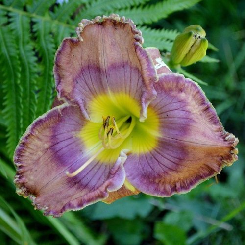 Daylily-Cobalt-Candy-1200x-DSC 0138