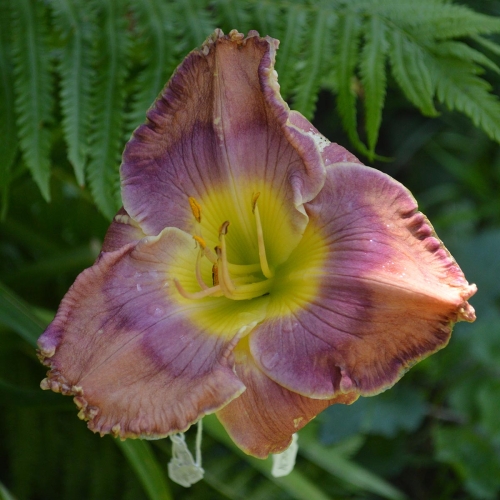 Daylily-Cobalt-Candy-1200x-DSC 0228