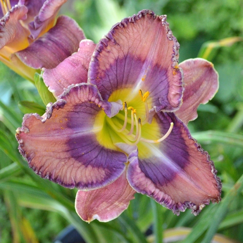 Daylily-Cobalt-Candy-1200x-DSC 0362