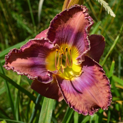 Daylily-Cobalt-Candy-1200x-DSC 0419