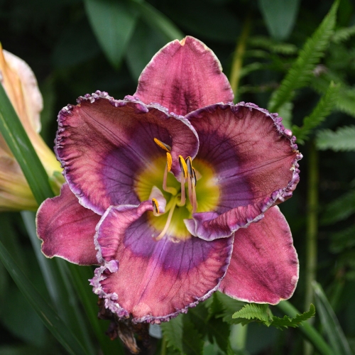 Daylily (Hemerocallis) Cobalt Candy