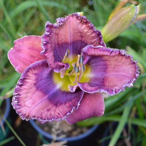 Daylily-Cobalt-Candy-1200x-DSC 0682