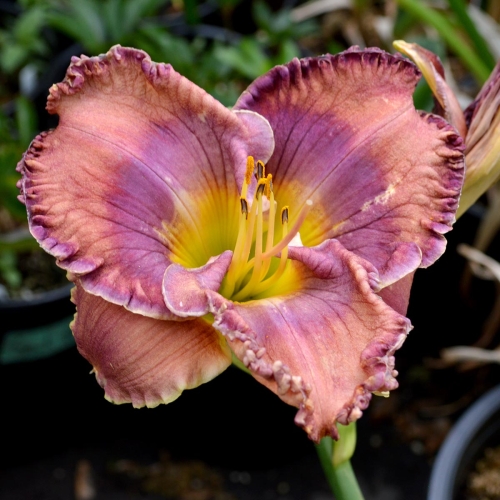Daylily-Cobalt-Candy-1200x-DSC 0933