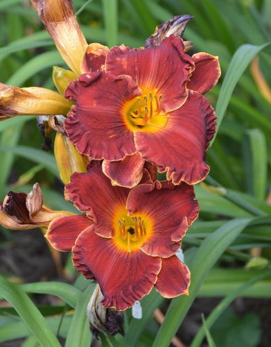 Daylily-Copper-Miner-1200w-DSC 0422