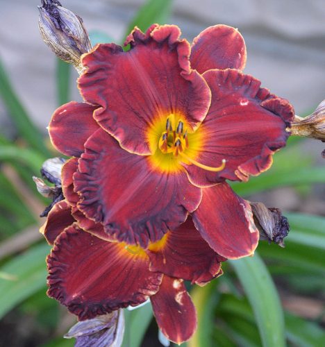 Daylily-Copper-Miner-1200w-DSC 0982