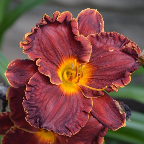 Daylily-Copper-Miner-1200x-DSC 0127