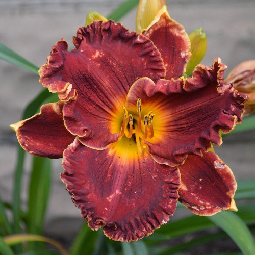 Daylily-Copper-Miner-1200x-DSC 0326