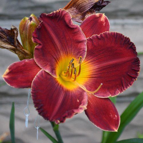 Daylily-Copper-Miner-1200x-DSC 0504