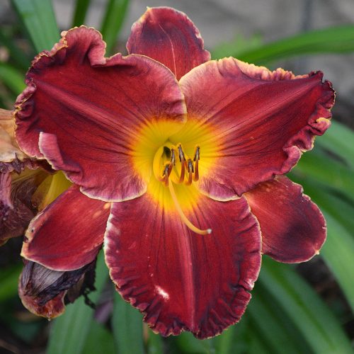 Daylily-Copper-Miner-1200x-DSC 0506