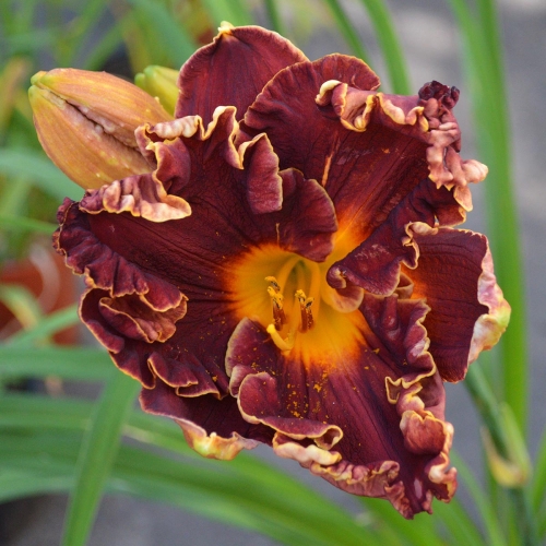 Daylily-Copper-Miner-1200x-DSC 0532