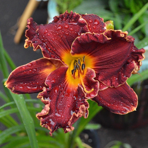 Daylily-Copper-Miner-1200x-DSC 0692