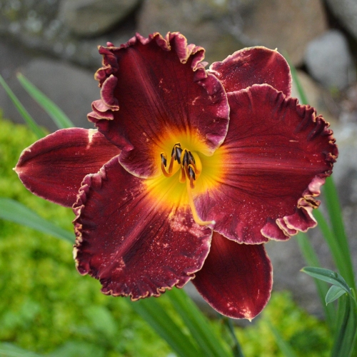 Daylily (Hemerocallis) Copper Miner