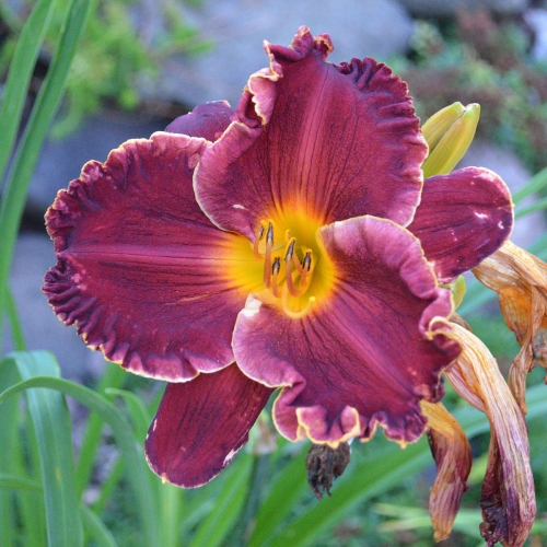 Daylily-Copper-Miner-1200x-DSC 0857