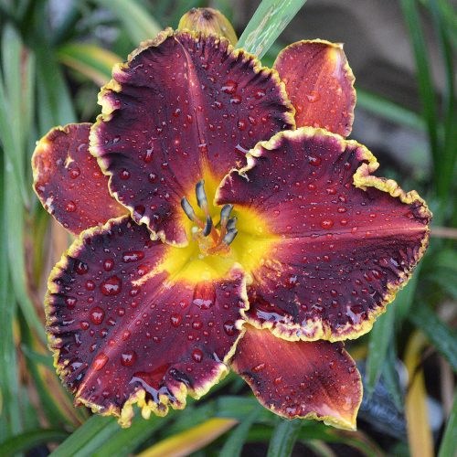 Daylily-Copper-Miner-1200x-DSC 0889