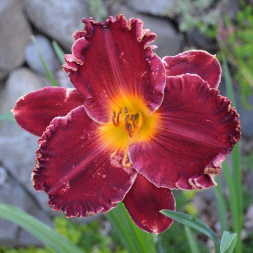 Daylily-Copper-Miner-1200x-DSC 0941