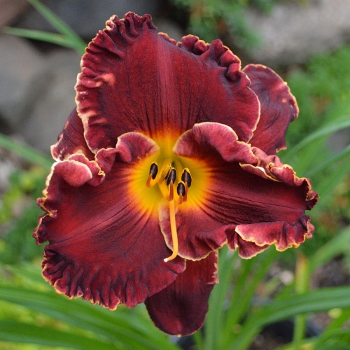 Daylily-Copper-Miner-1200x-DSC 0971