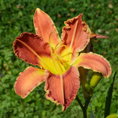 Daylily-Cougar-1200x-DSC 0154