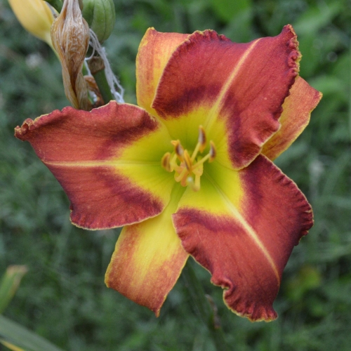 Daylily (Hemerocallis) Cougar