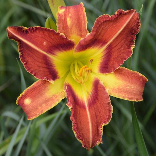 Daylily-Cougar-1200x-DSC 0322