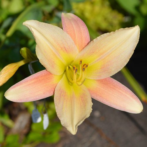 Daylily (Hemerocallis) Crazy Lace