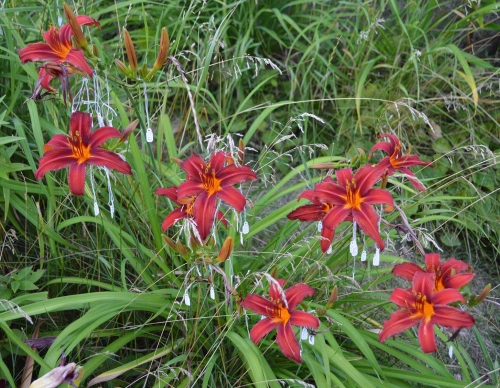 Daylily-Crimson-Pirate-1200h-DSC 0056
