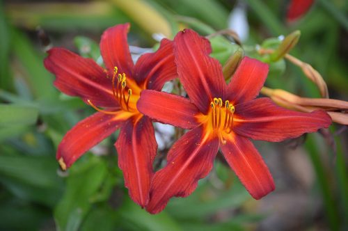 Daylily-Crimson-Pirate-1200h-DSC 0469