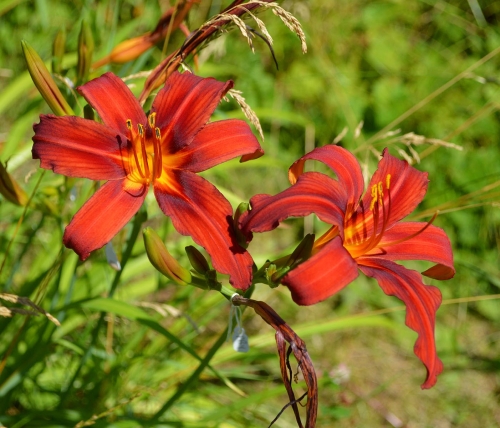 Daylily-Crimson-Pirate-1200h-DSC 0516