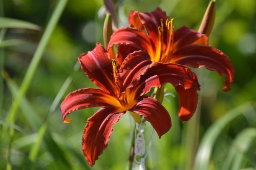 Daylily-Crimson-Pirate-1200h-DSC 0645