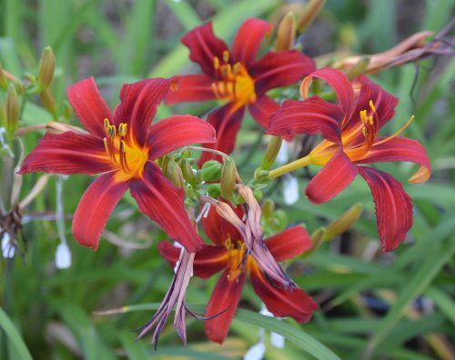 Daylily-Crimson-Pirate-1200h-DSC 0665