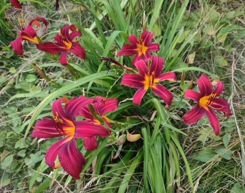 Daylily-Crimson-Pirate-1200h-IMG 20210721 164754424