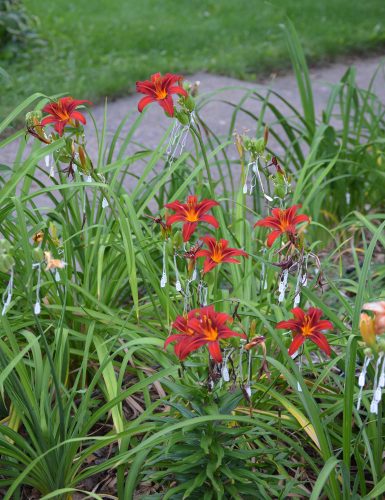 Daylily-Crimson-Pirate-1200w-DSC 0467