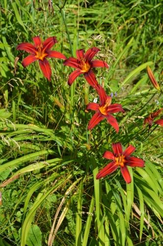 Daylily-Crimson-Pirate-1200w-DSC 0690