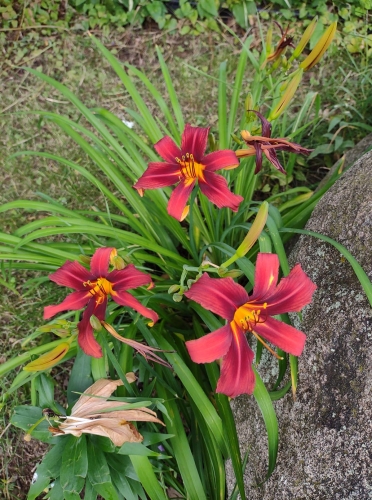 Daylily-Crimson-Pirate-1200w-IMG 20210720 132003100