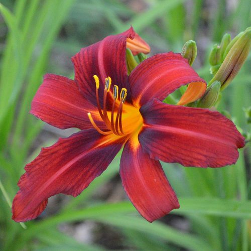 Daylily-Crimson-Pirate-1200x-DSC 0017