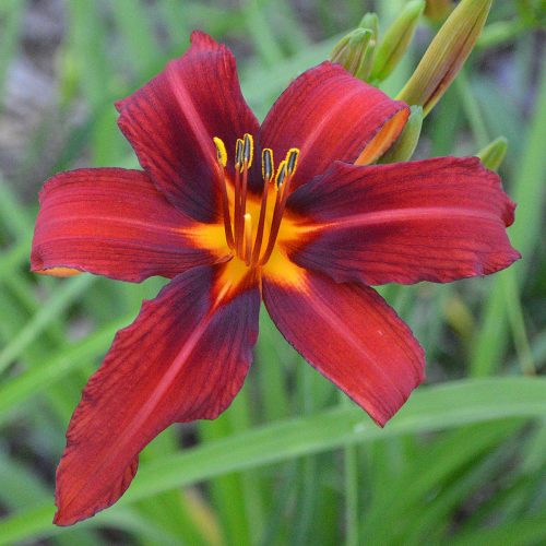 Daylily-Crimson-Pirate-1200x-DSC 0020