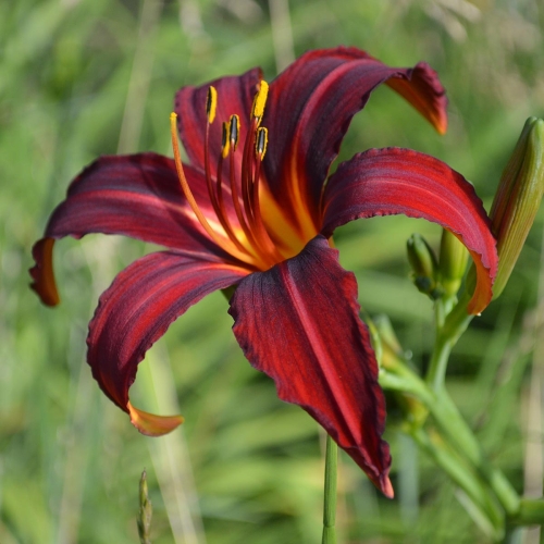 Daylily-Crimson-Pirate-1200x-DSC 0153