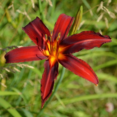 Daylily-Crimson-Pirate-1200x-DSC 0155