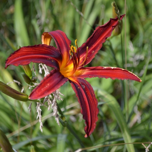 Daylily-Crimson-Pirate-1200x-DSC 0239