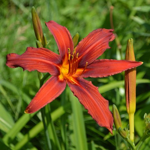 Daylily-Crimson-Pirate-1200x-DSC 0315