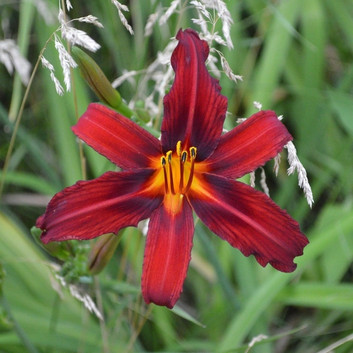 Daylily-Crimson-Pirate-1200x-DSC 0396