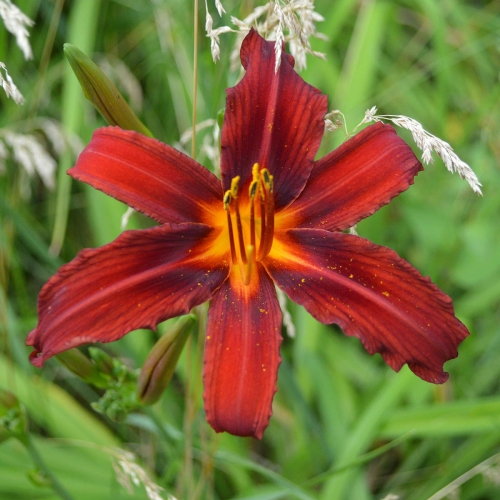 Daylily (Hemerocallis) Crimson Pirate