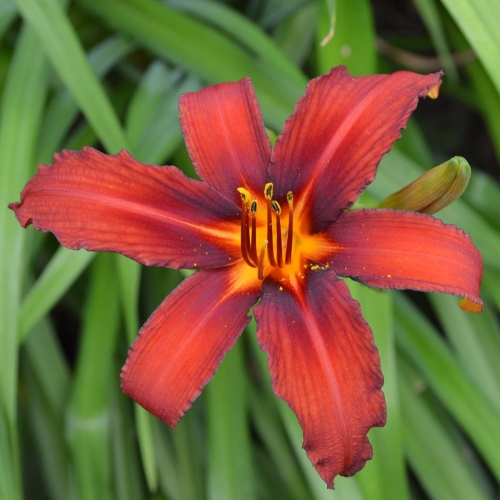 Daylily-Crimson-Pirate-1200x-DSC 0549