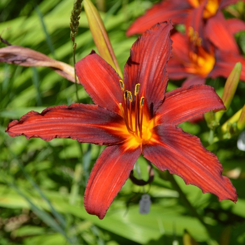 Daylily-Crimson-Pirate-1200x-DSC 0623