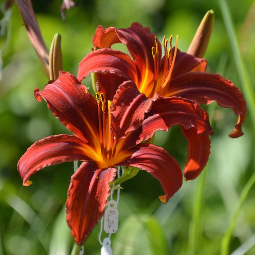 Daylily-Crimson-Pirate-1200x-DSC 0643