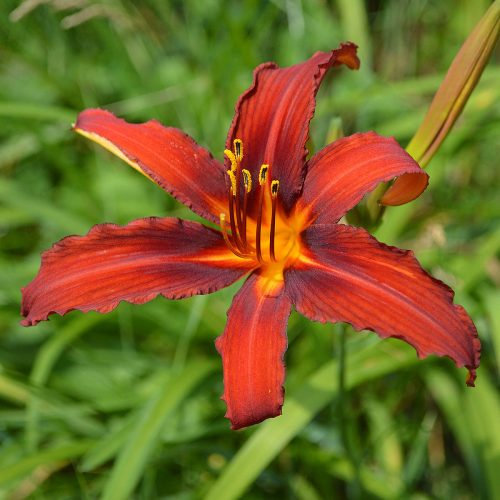 Daylily-Crimson-Pirate-1200x-DSC 0916